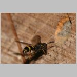 Symmorphus bifasciatus - Lehmwespe 13.jpg